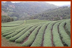 Doi Mae Salong tea plantation