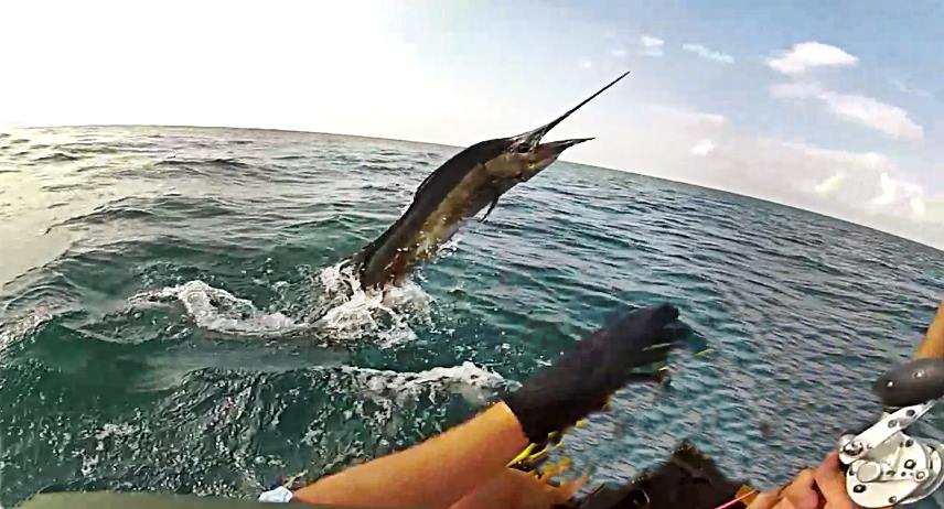 Giant Sail fish Catch