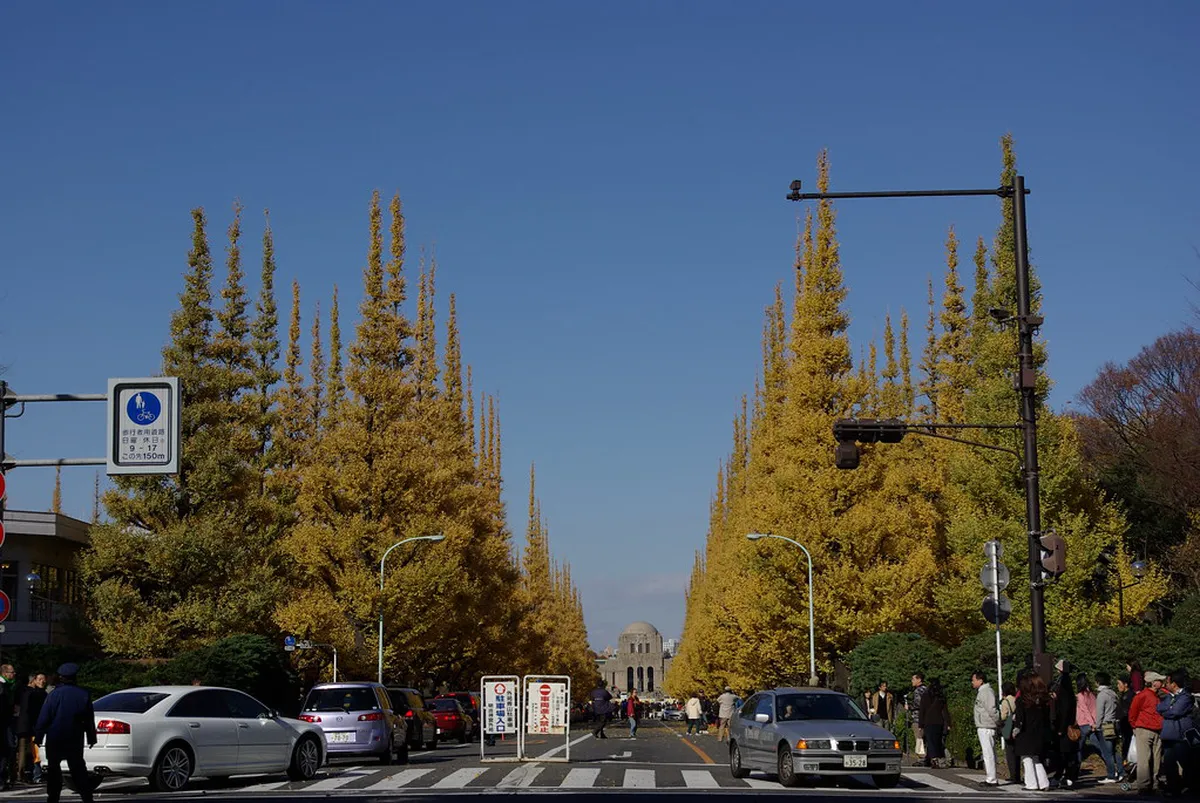 Best Time for Ginkgo in Chengdu: Golden Season Guide