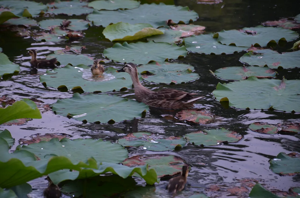 Hangzhou Nature Spots Opening Hours: A Complete 2026 Guide