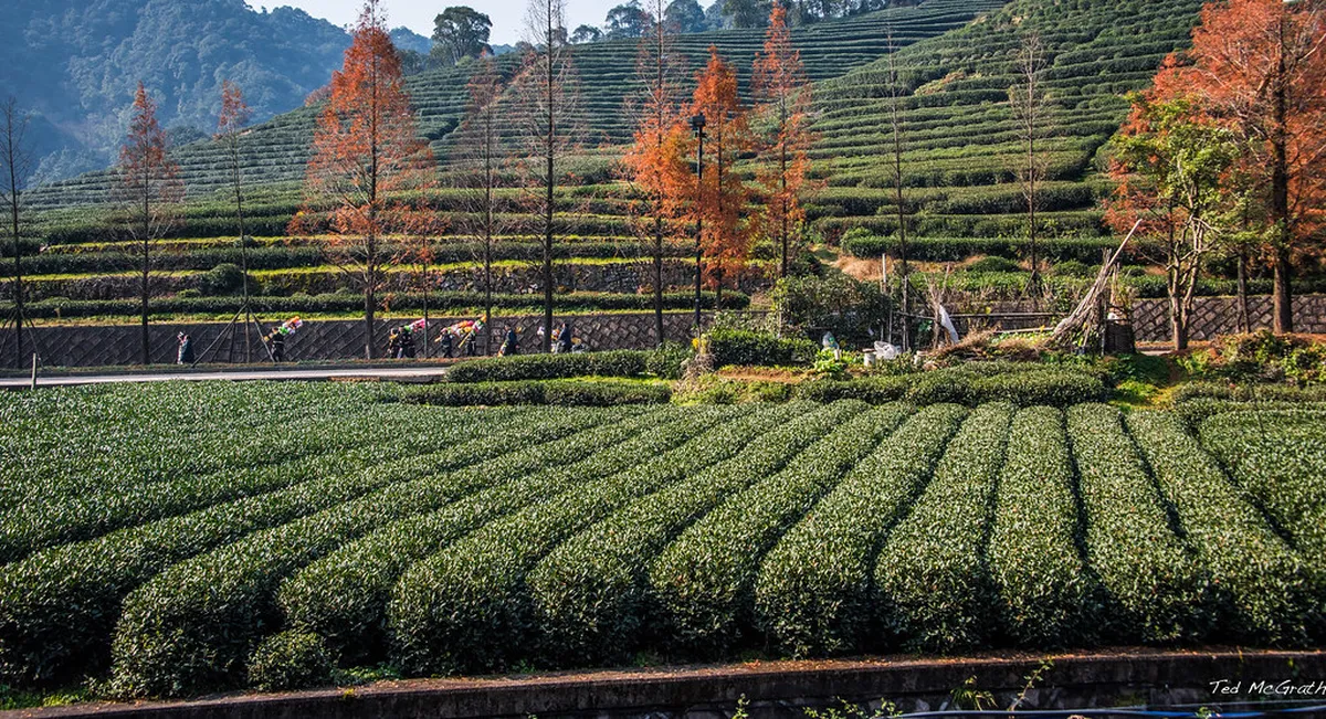 1-Day Longjing Tea Village Walking Trails Guide
