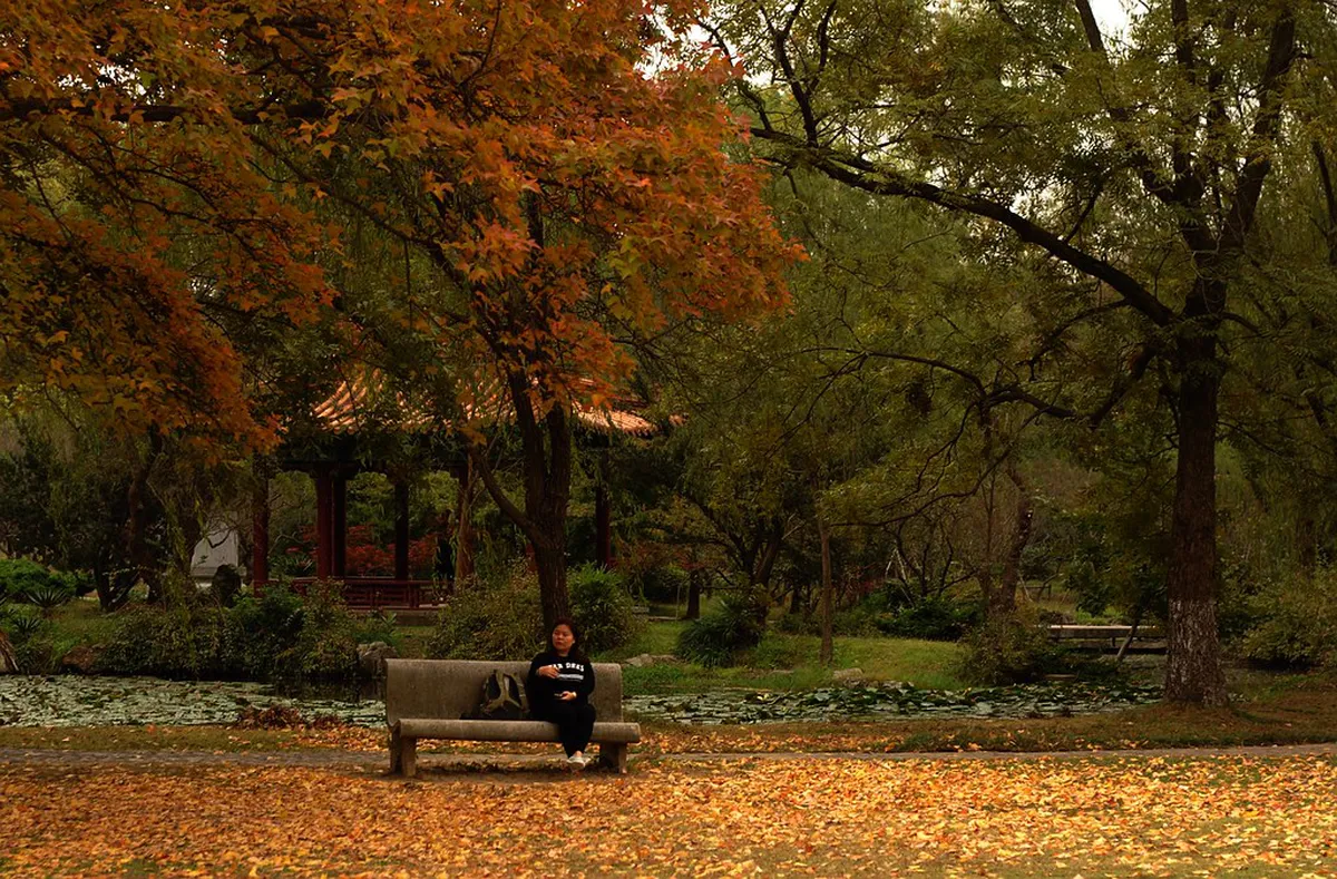 Best Time for Nanjing Foliage: A Seasonal Guide