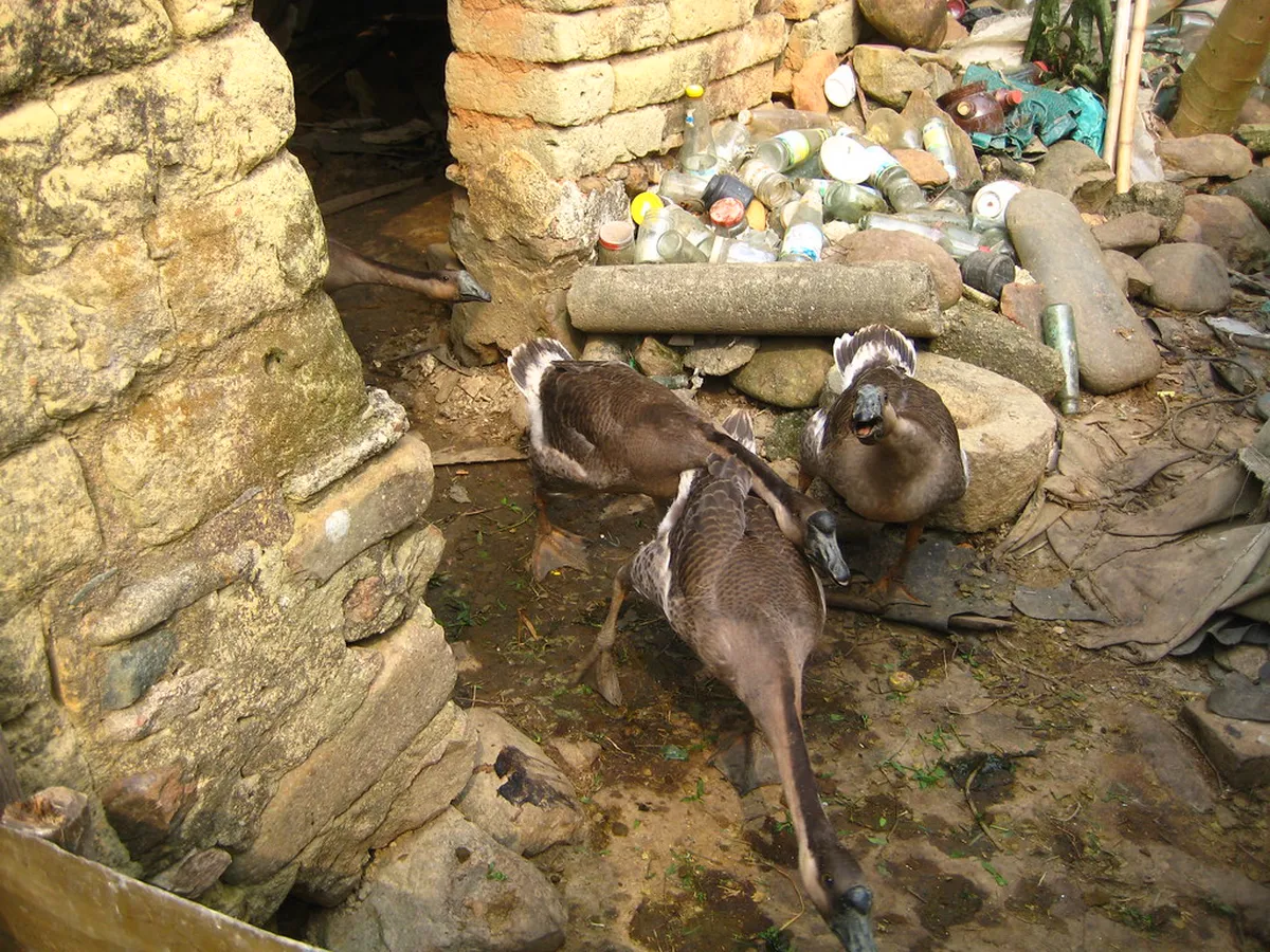 Best Time for Shenzhen Bird Watching: Seasonal Guide
