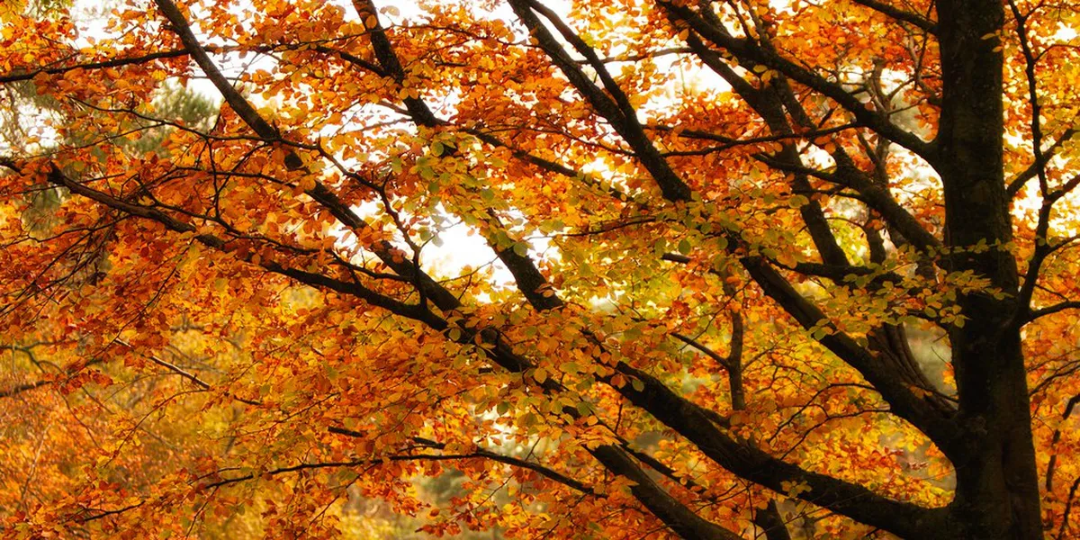 Best Time for Autumn Leaves in Tianjin: Peak Dates