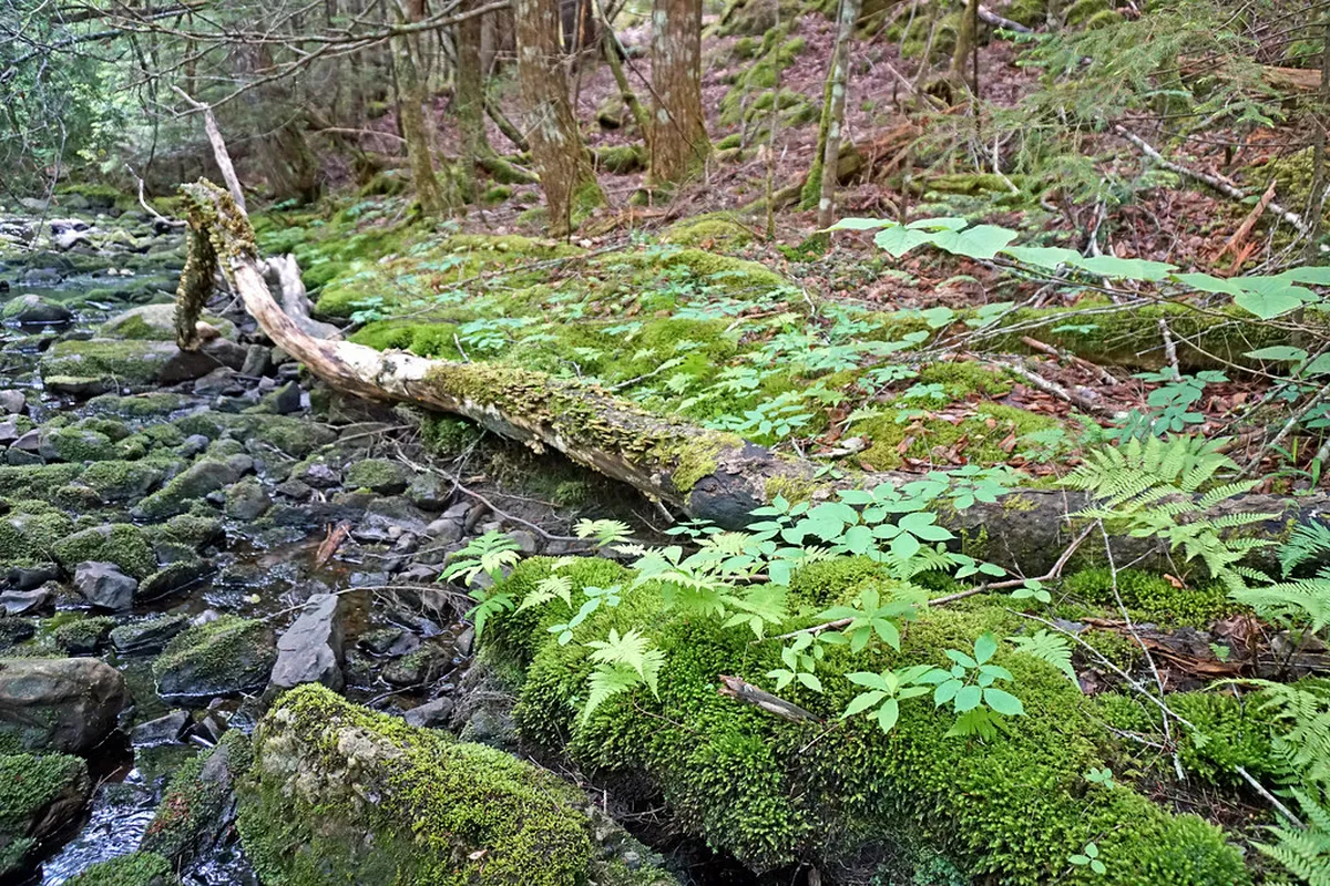 Free Nature Spots in Balikpapan: 2026 Budget Travel Guide