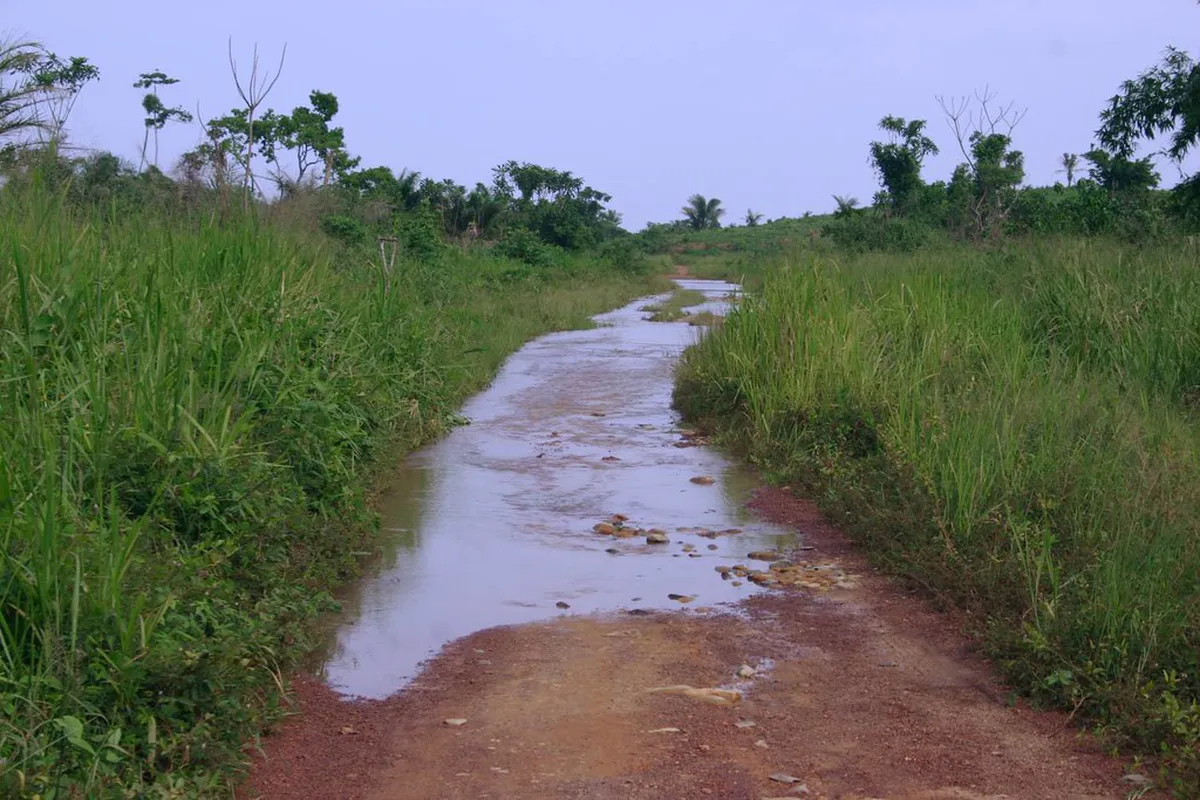 10 Best Rubber Plantation Walks in Bukit Lawang