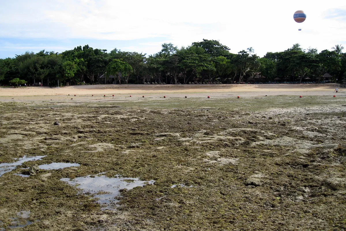 1-Day Denpasar Mangrove Forest Walking Route Guide