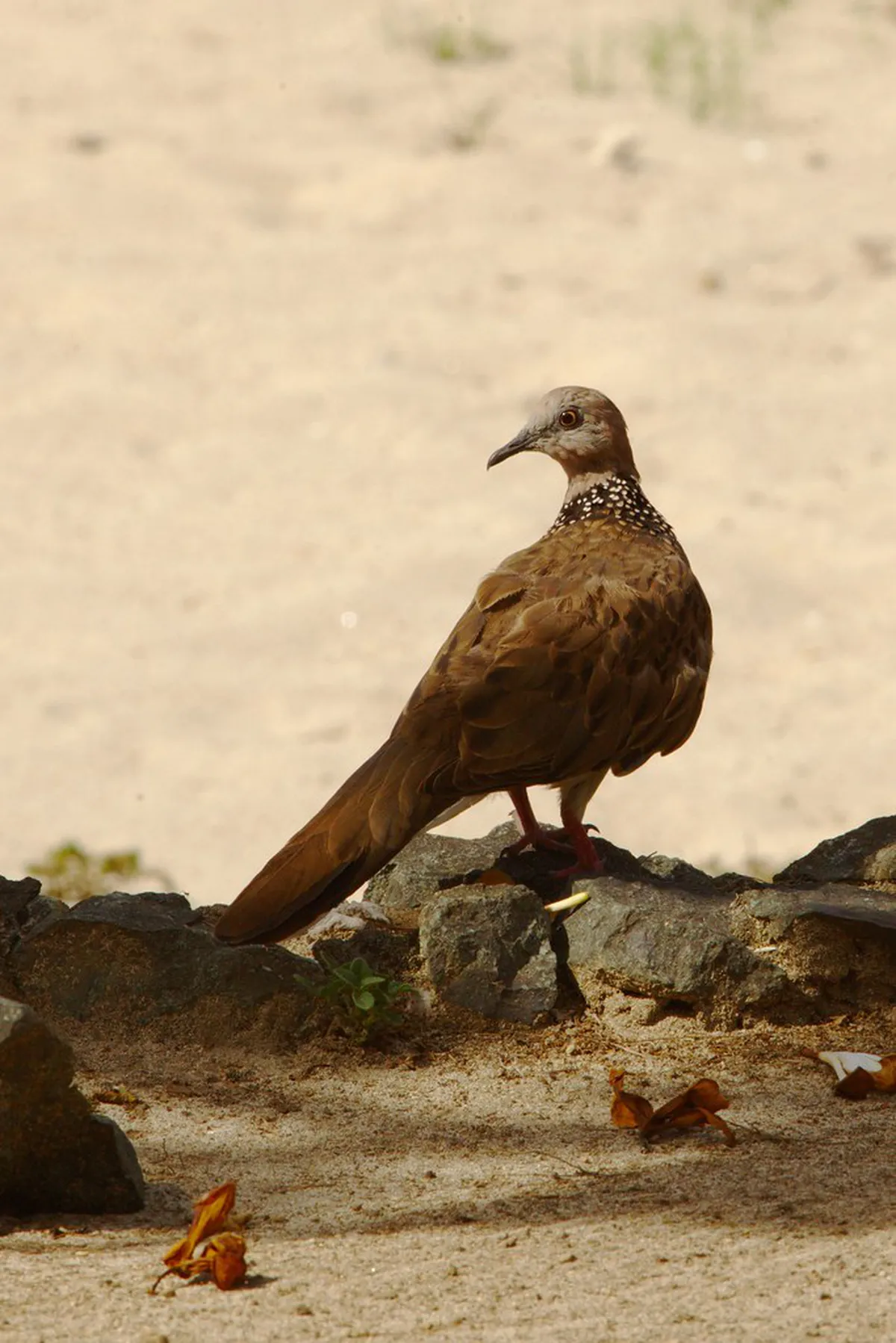 1-Day Gili Air Coastal Walking Route Guide