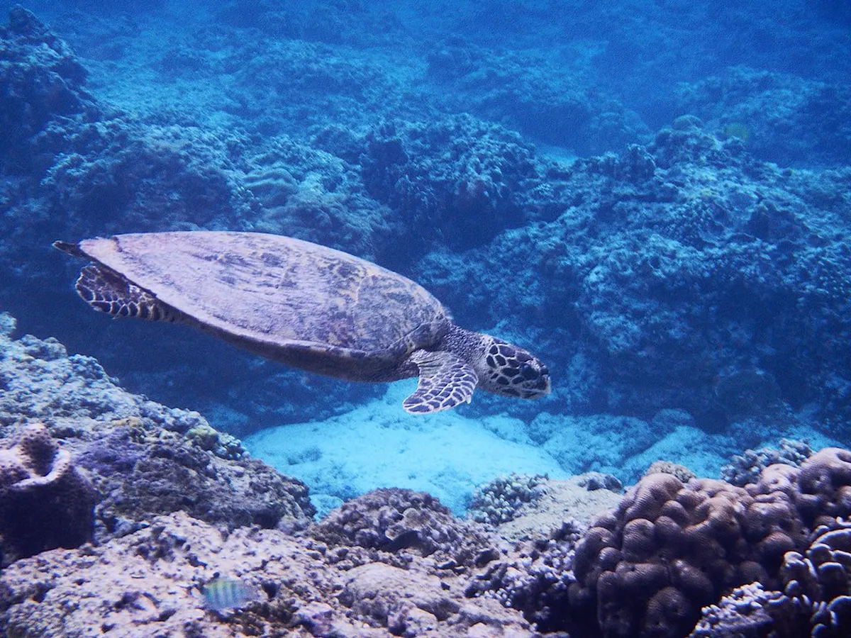 Best Free Snorkeling in Gili Meno: Budget Guide