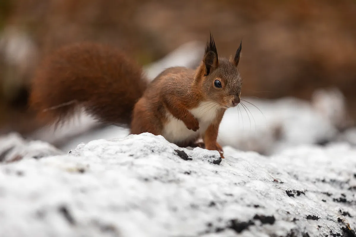 How to Spot Wildlife in Kerobokan: A Complete Guide