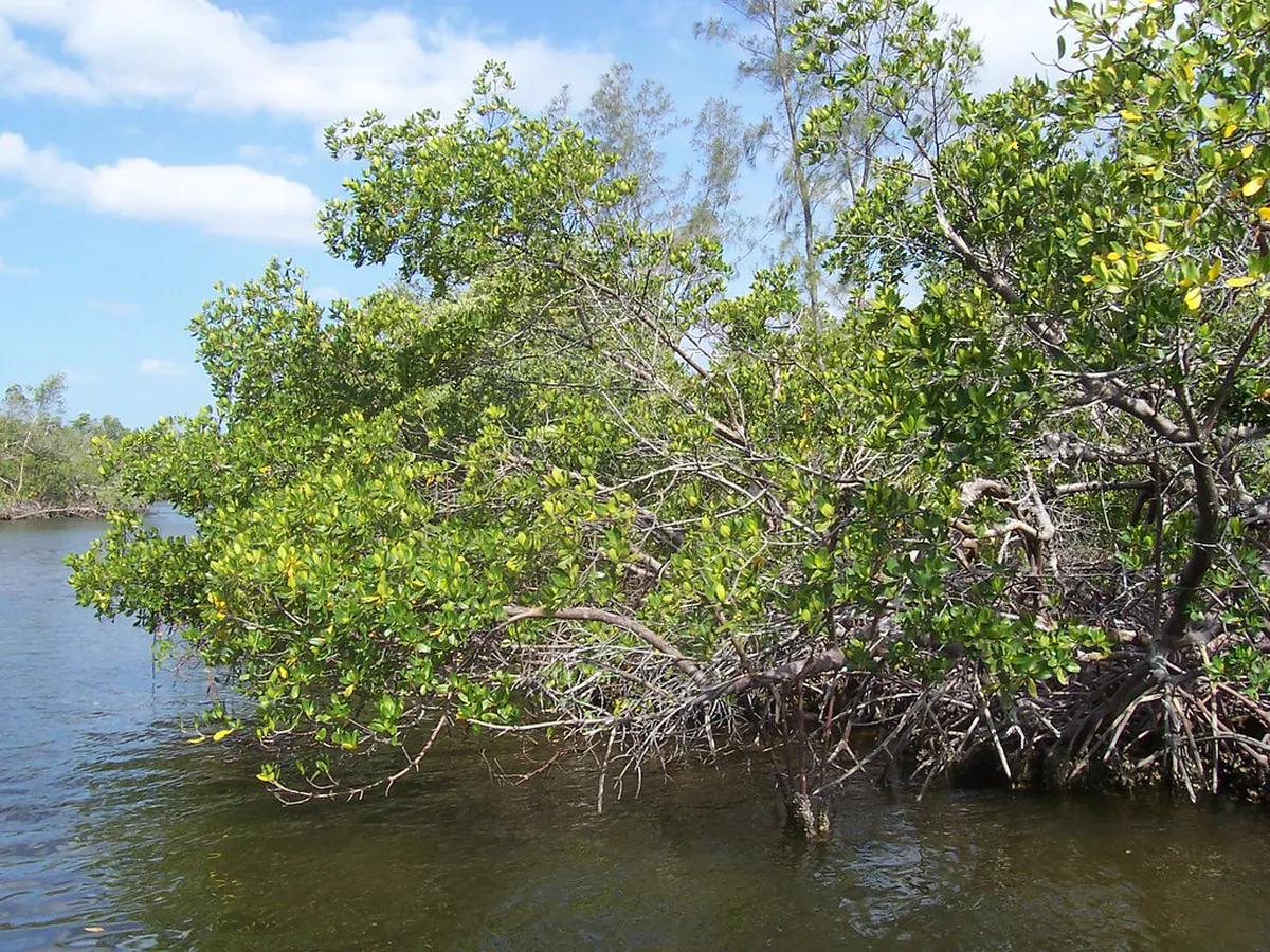 Mangrove Edupark Maron Visiting Guide: Semarang Nature Tips