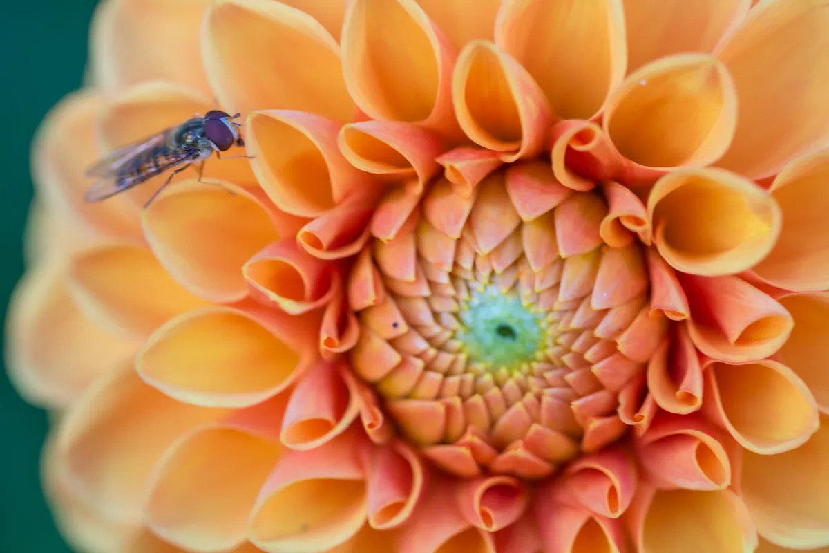 Visiting Banjir Kanal Barat Semarang: A 2026 Travel Guide