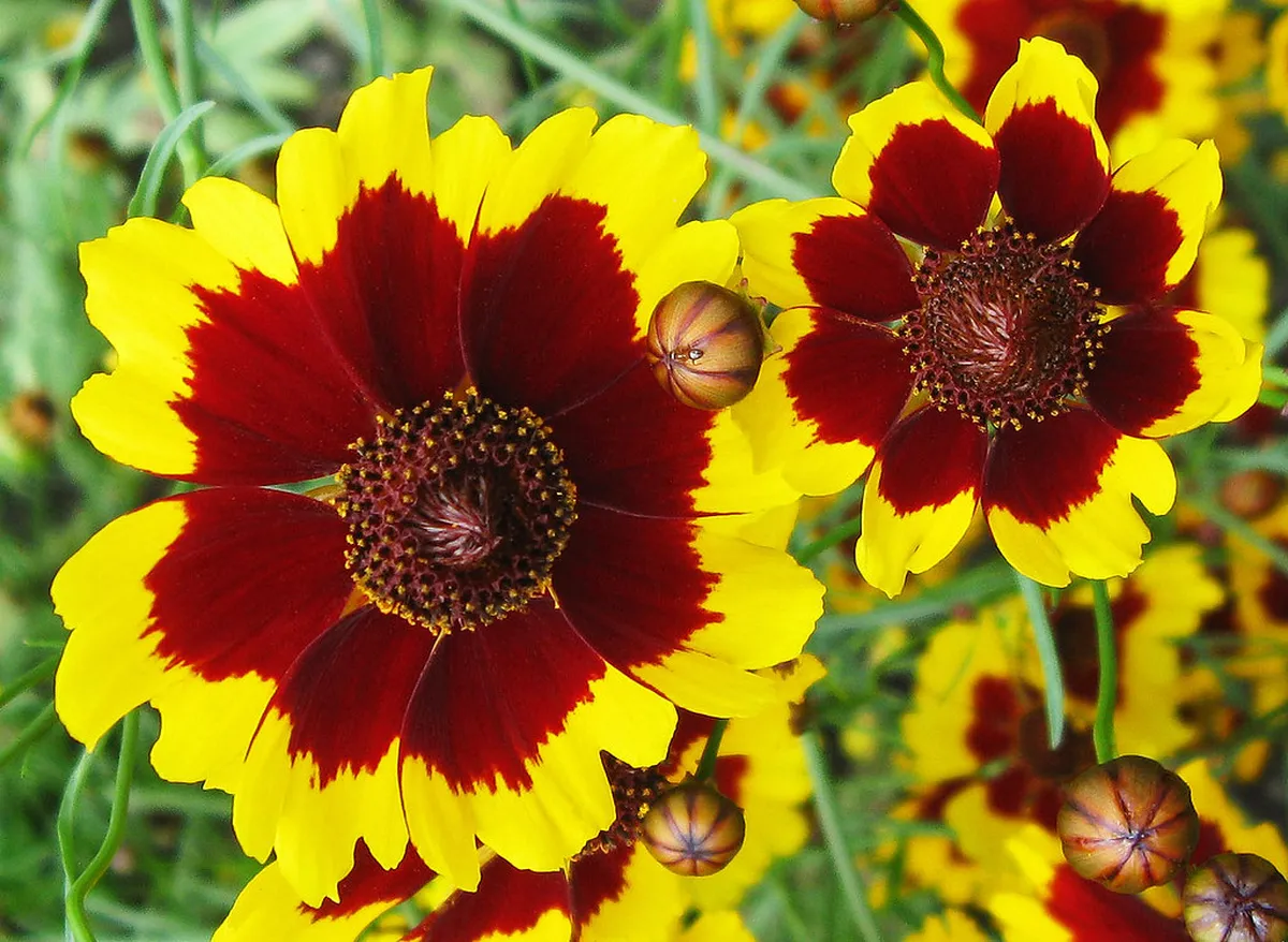 How to Visit Balekambang Park Solo: A 2026 Guide