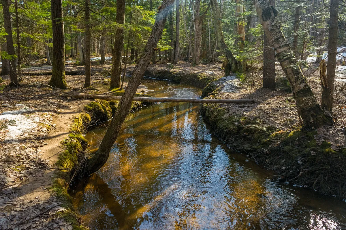 1-Day Walking Trail Through Wonorejo Mangrove Forest