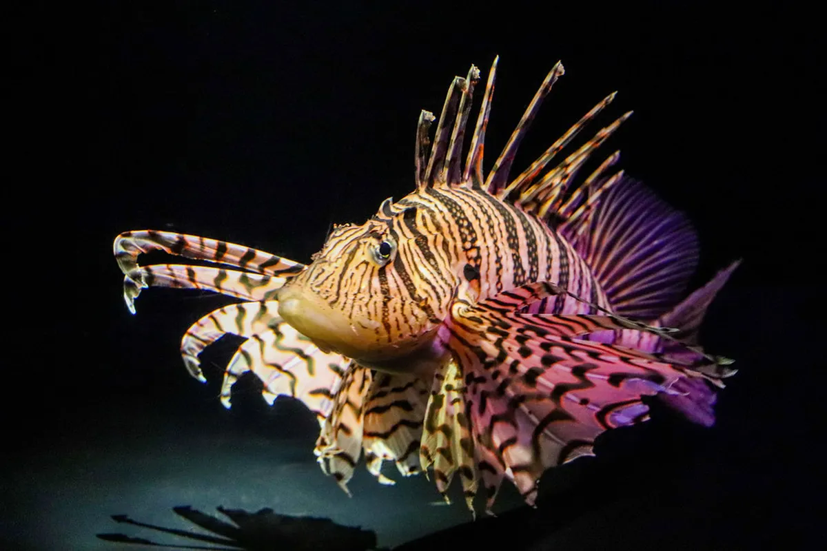 Beppu Park Nature Walking Guide: 10 Best Scenic Spots