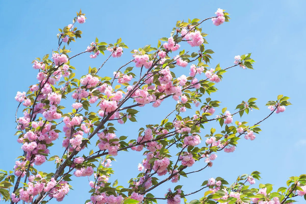 Best Season for Fukuoka Flower Parks: 2026 Guide