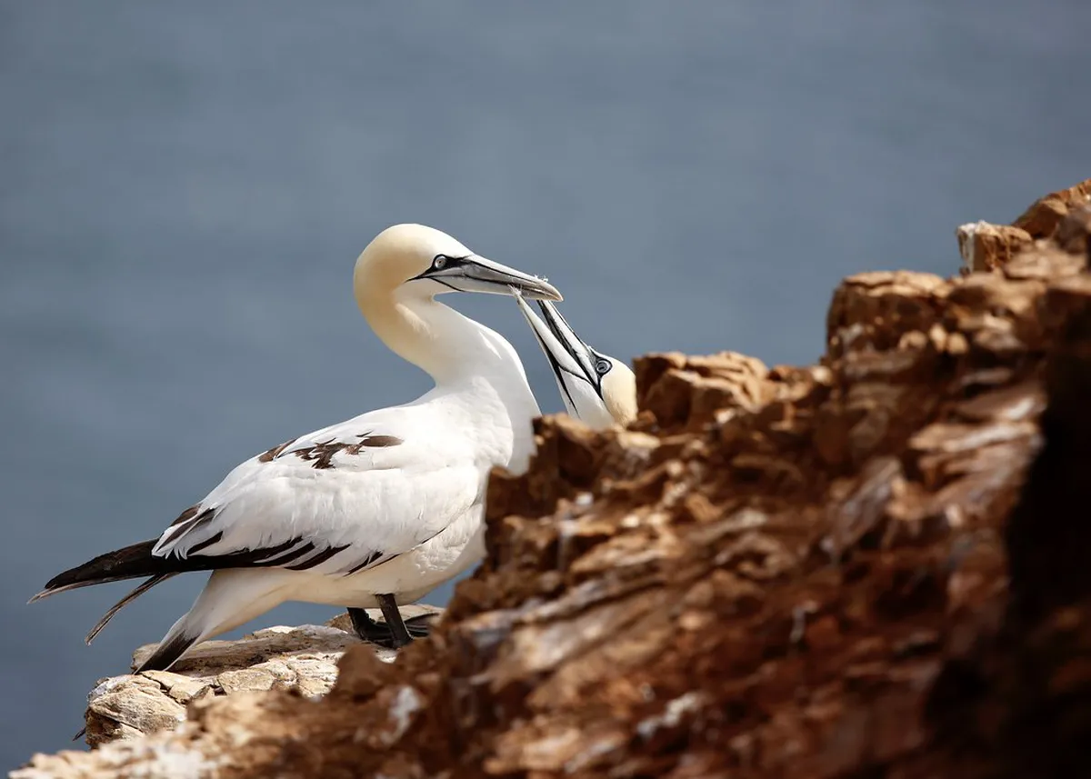 10 Top Bird Watching Spots in Hiroshima for Nature Lovers