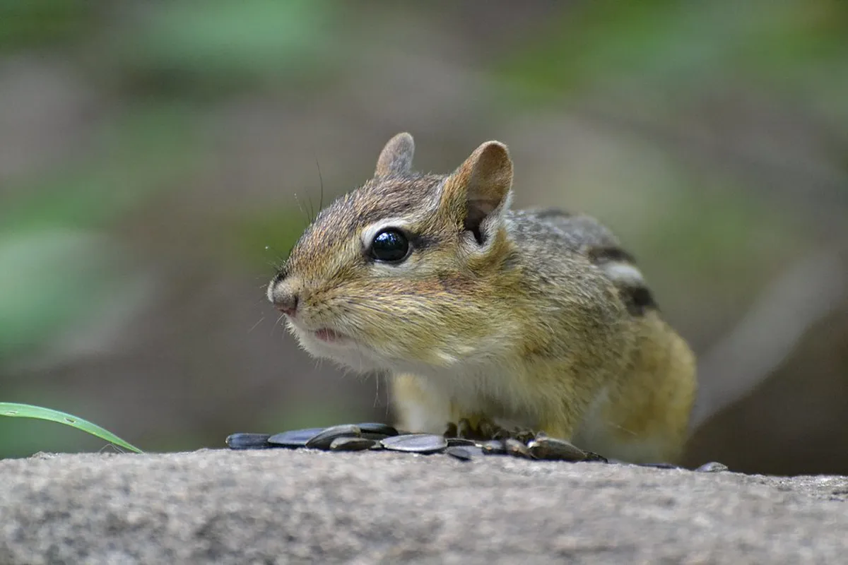 How to Visit Sakurajima Free: Best Budget Tips