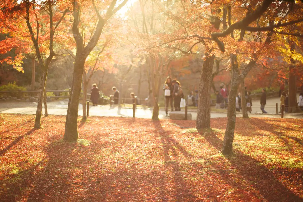 Free Kyoto Temple Gardens and Parks: 2026 Budget Guide