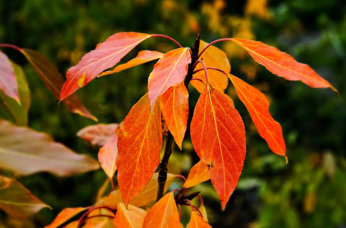 10 Best Autumn Foliage Spots in Nagoya You Must Visit