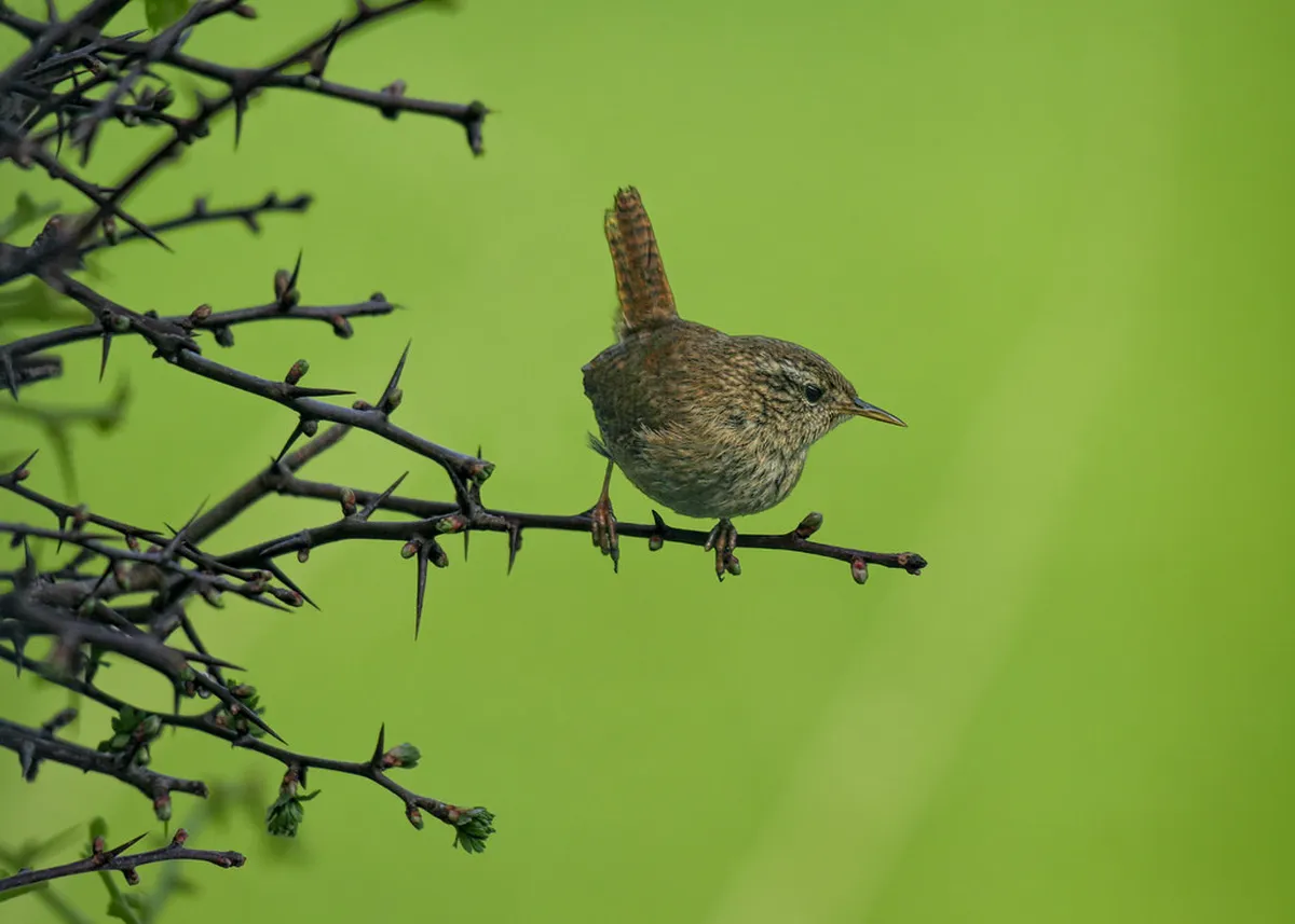 10 Best Bird Watching Spots in Nagoya: A Nature Guide