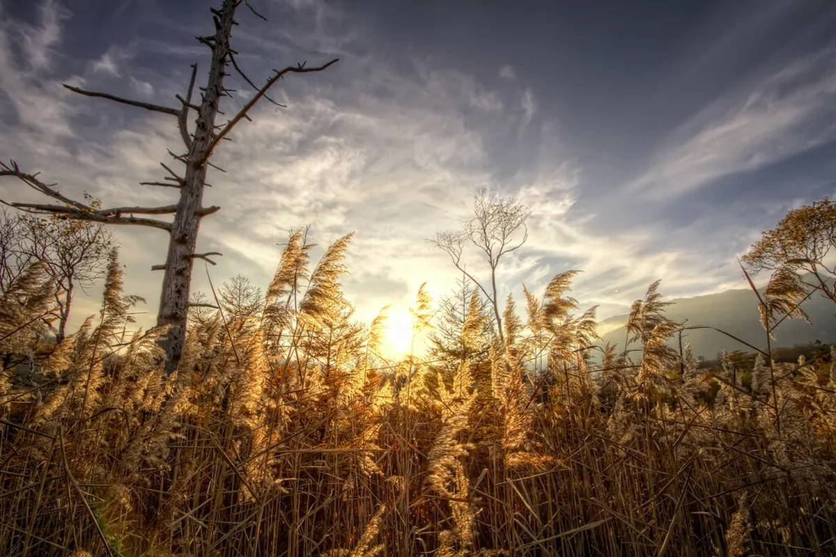 Senjogahara Marshland Free Hiking Route: Budget Guide