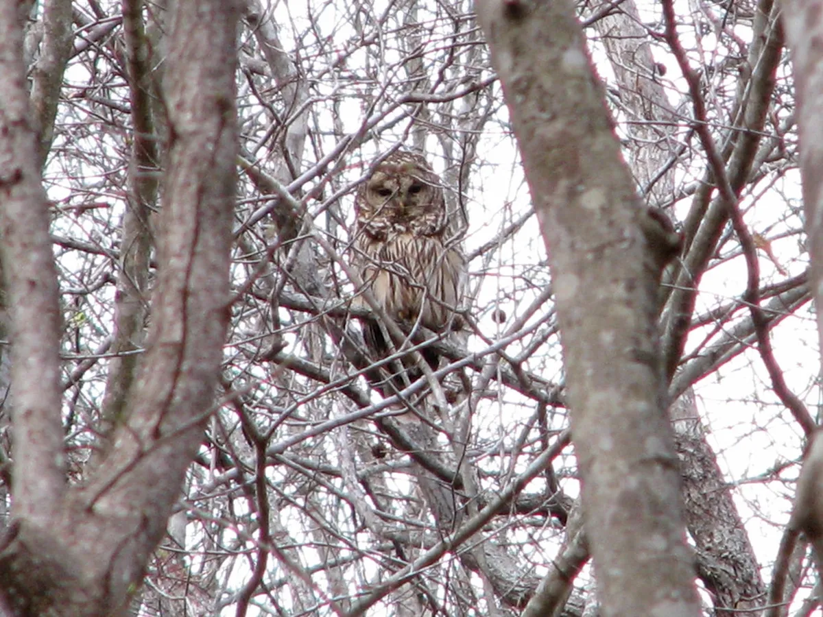 10 Hidden Forest Spots in Takayama: Nature Guide