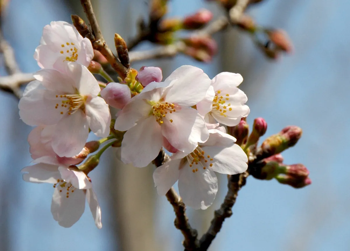 Best Time for Tokyo Cherry Blossoms: 2026 Guide