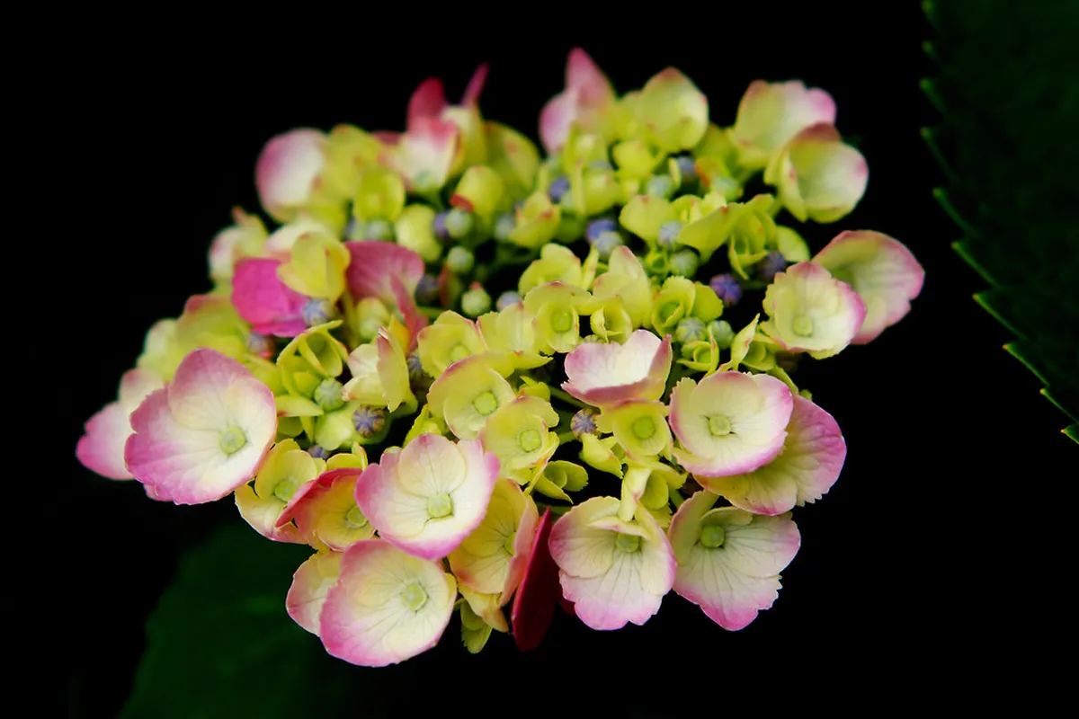 Best Season for Yokohama Park Flowers: A Guide