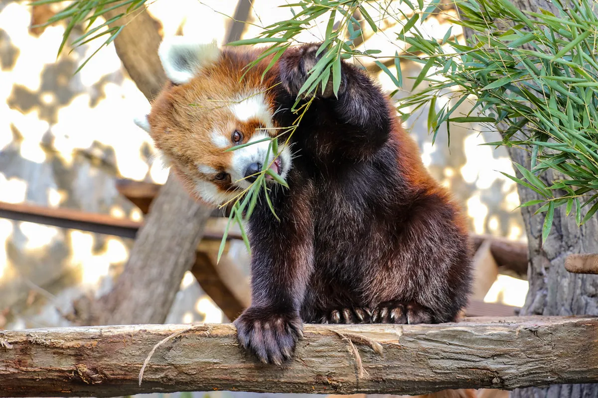 How to Visit Nogeyama Zoo: A Complete Local Guide