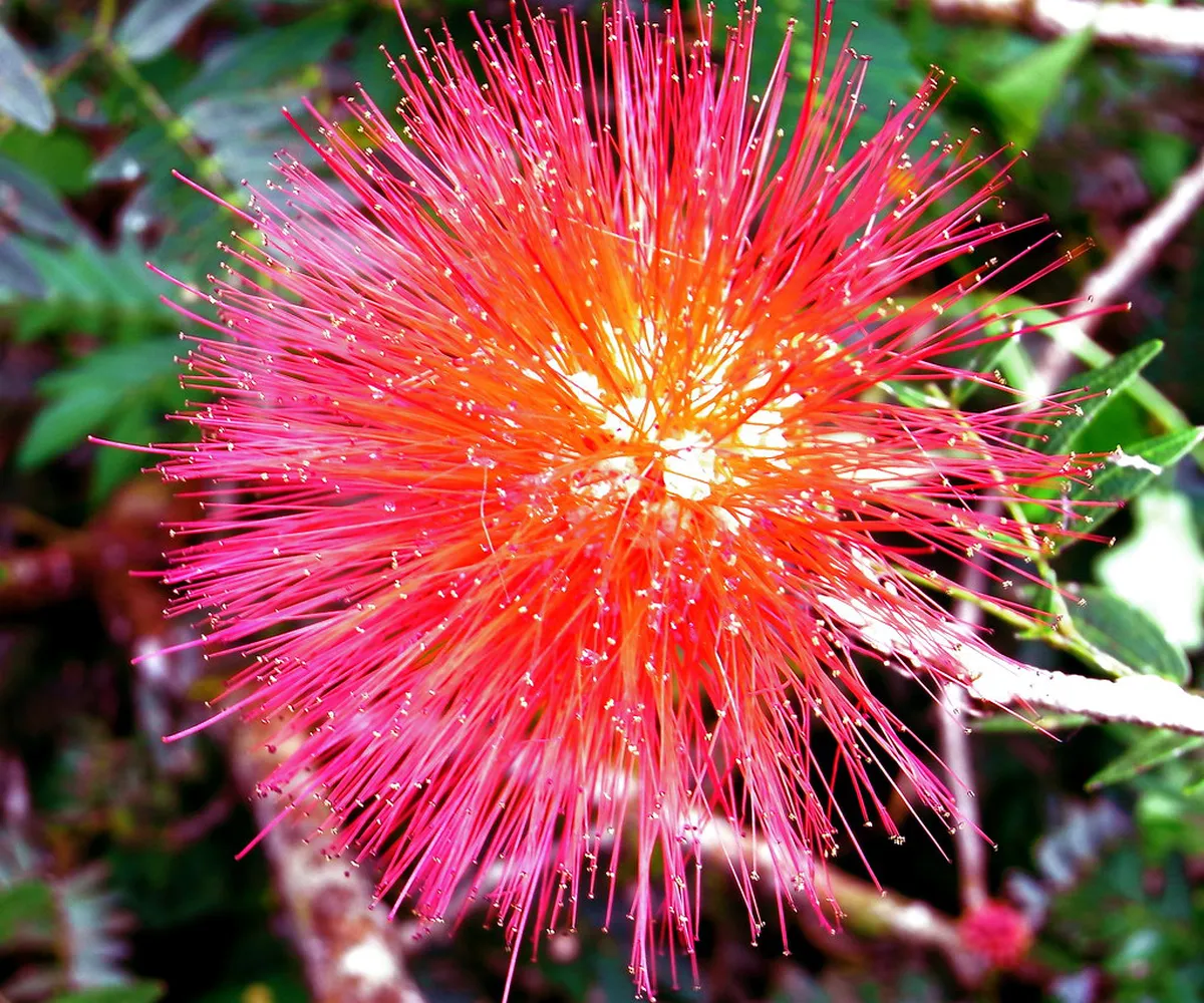 Penang Botanic Gardens Free Walking Route Guide