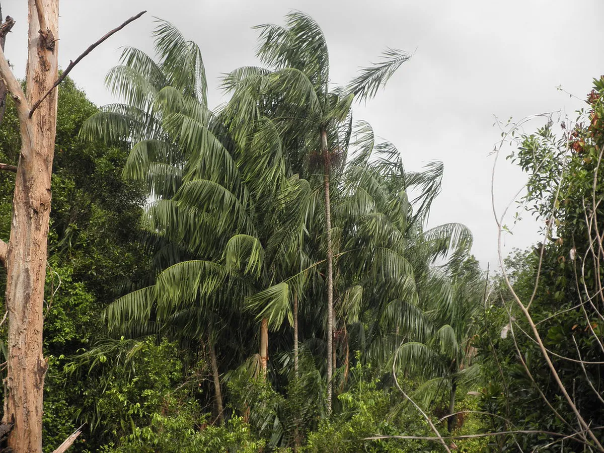 Guide to Bukit Padang Hiking Trails: 1-Day Itinerary