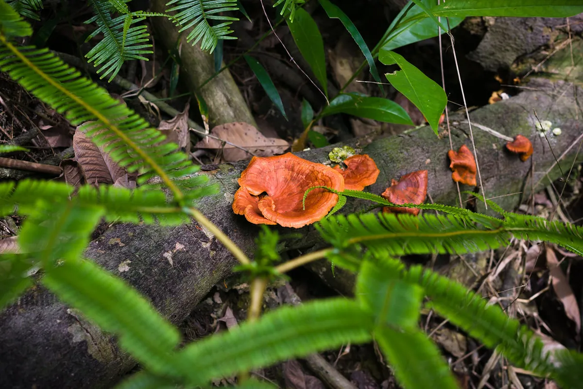 Bukit Gasing Hiking Trails Map: A Complete 1-Day Guide