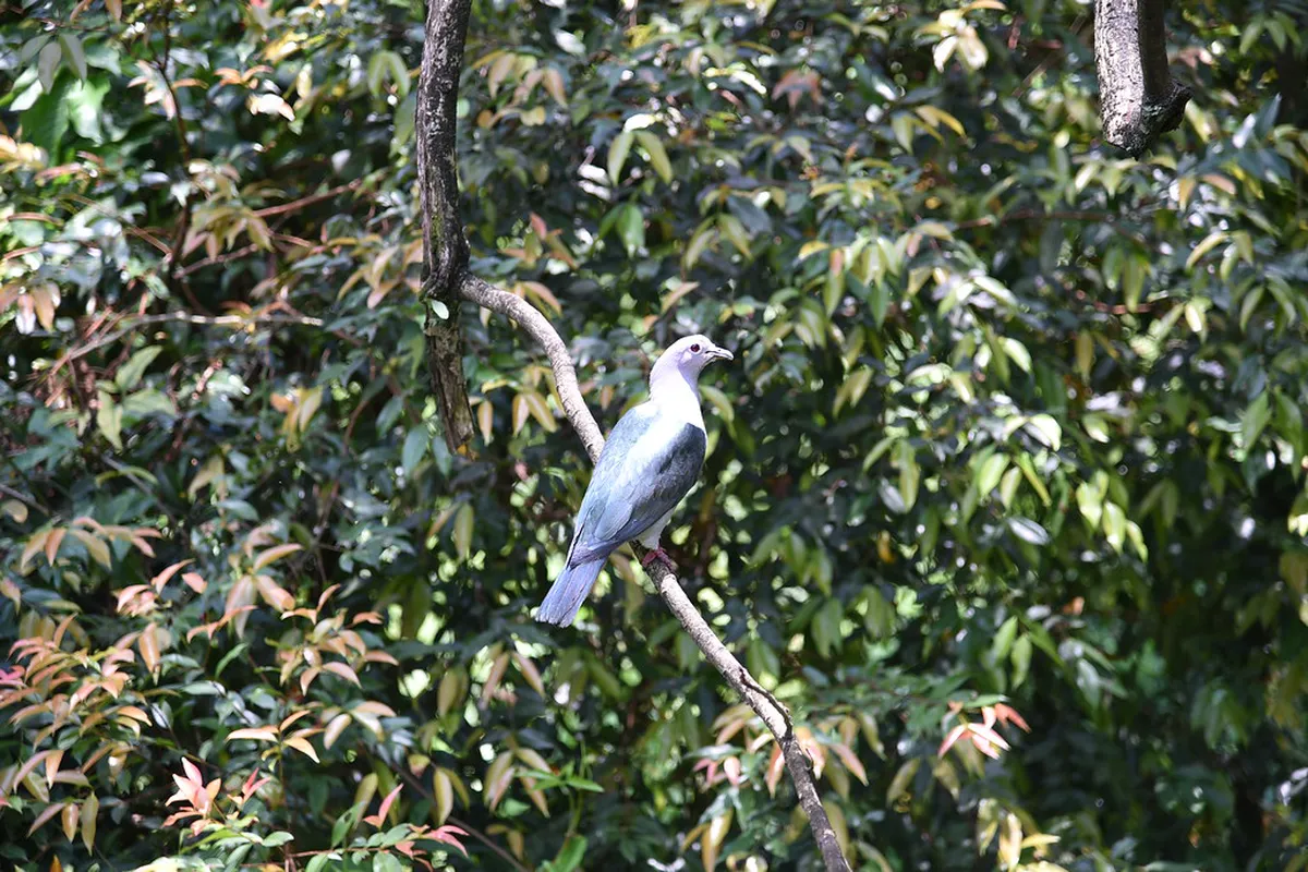 How to Visit Perdana Botanical Gardens: A 2026 Guide