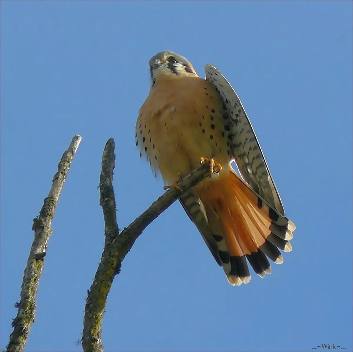 Free Bird Watching Spots in Kuala Terengganu: 2026 Guide