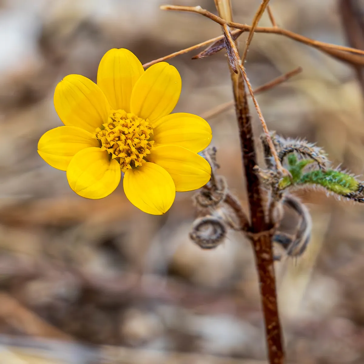 How to Visit Wright Park Free: Baguio Budget Guide