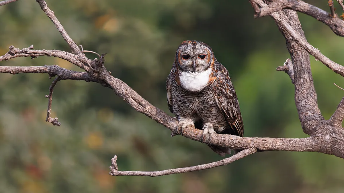 10 Best Bird Watching Spots in Dumaguete (2026 Guide)