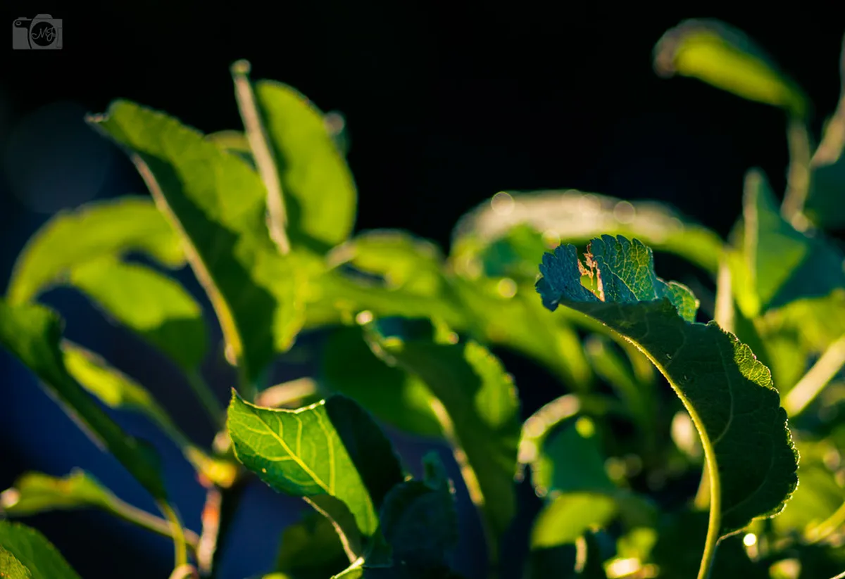 10 Hidden Green Spaces in Manila: Your 2026 Guide