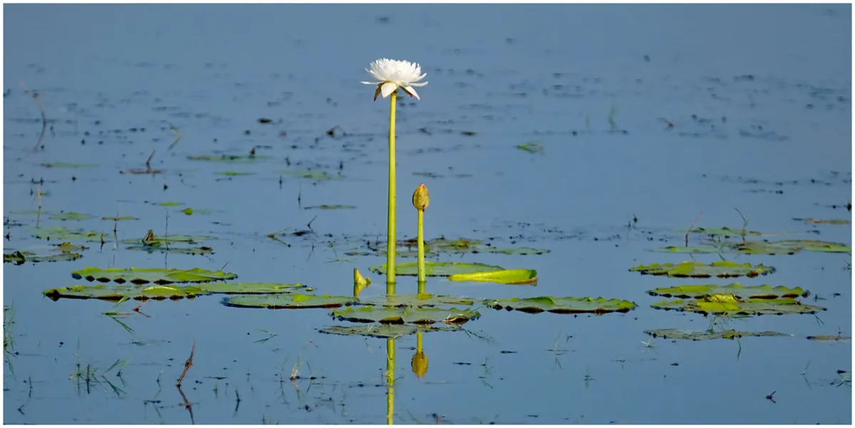 10 Best Scenic Picnic Spots in Ayuthaya