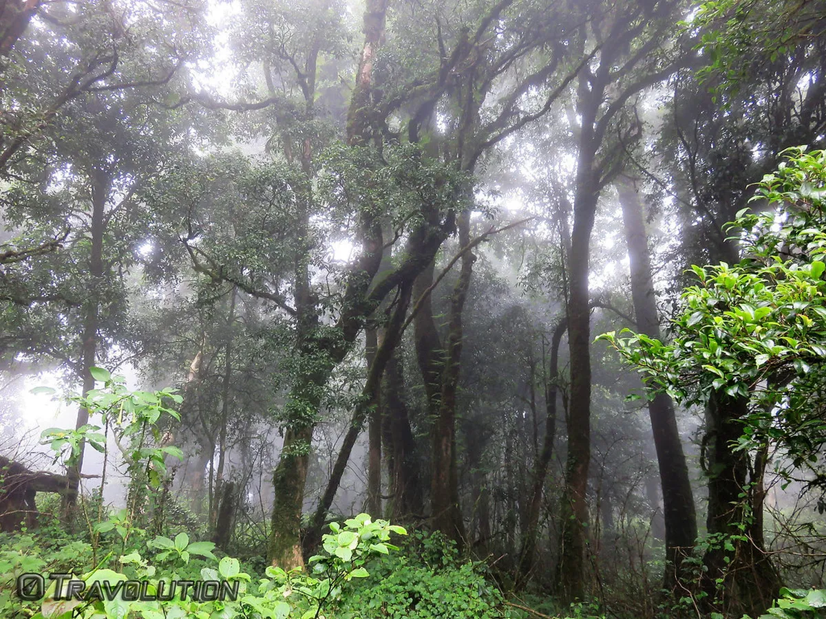 Perfect Doi Suthep Nature Trail Itinerary: A 1-Day Guide