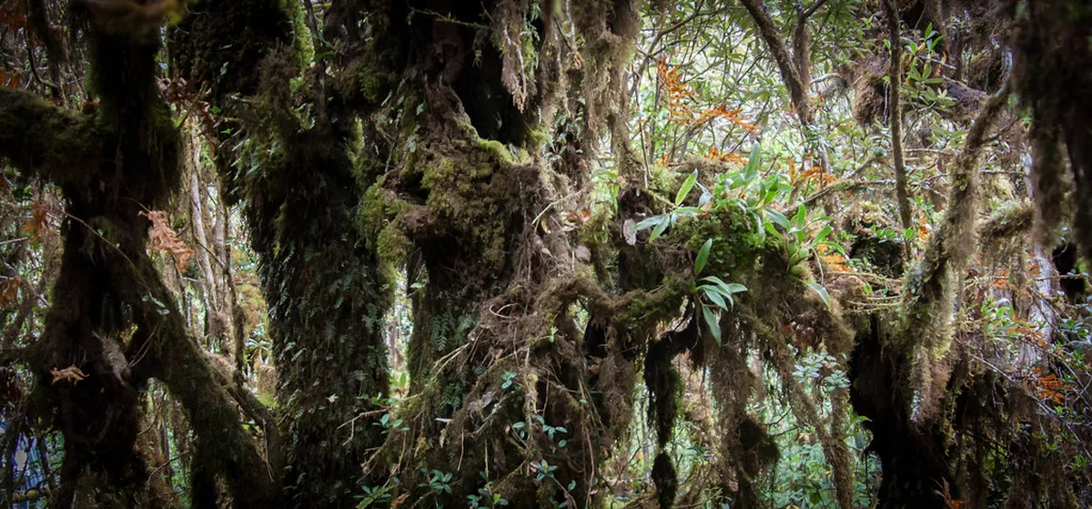 Cost Guide for Free Nature Parks in Chiang Mai