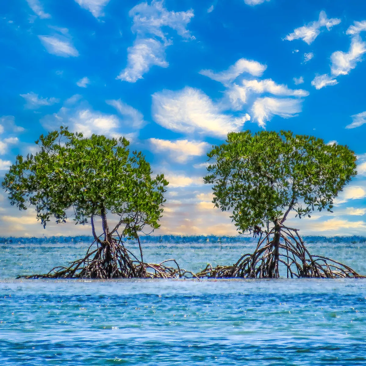 9 Scenic Mangrove Forest Boardwalks in Chumphon