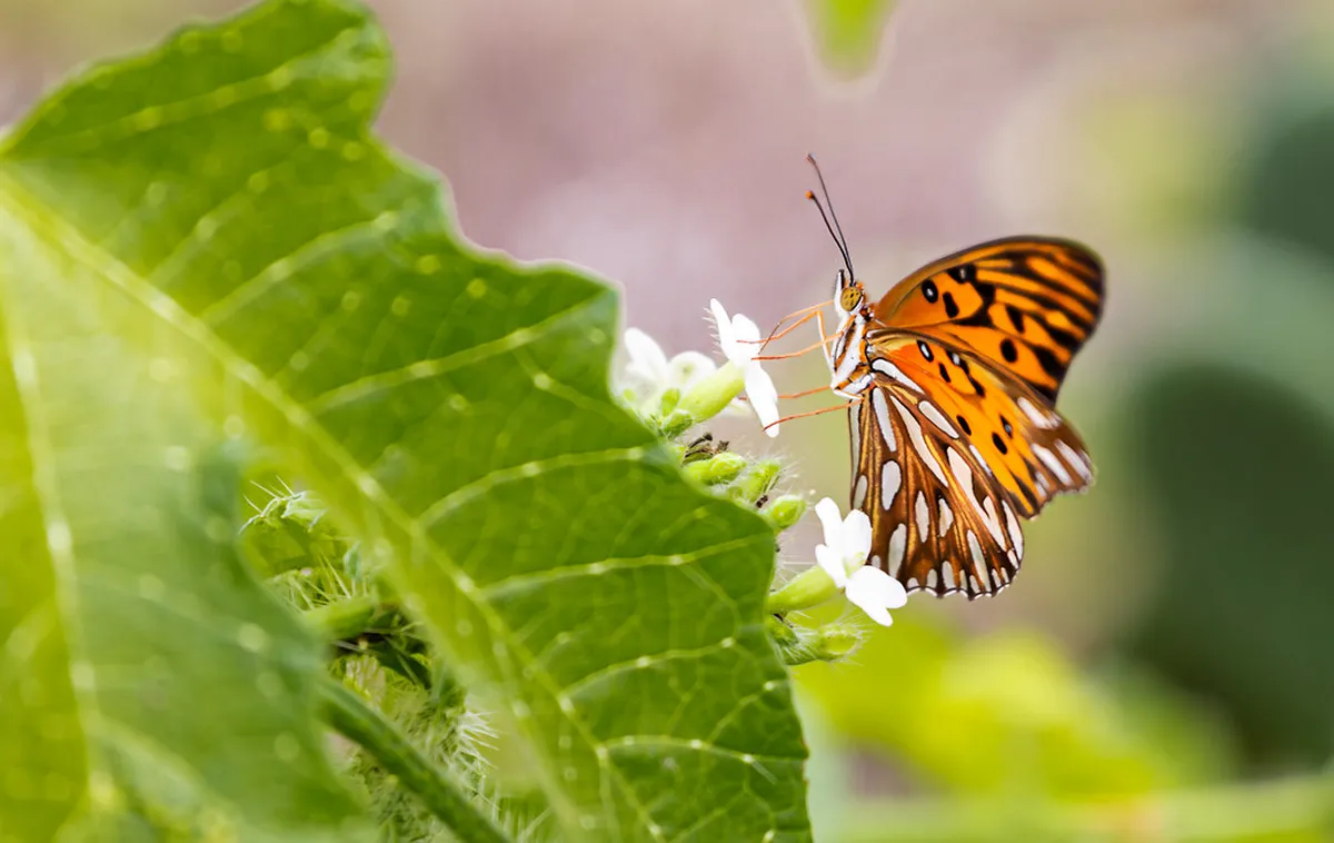 How to Explore Pranburi Forest Park: A 2026 Guide