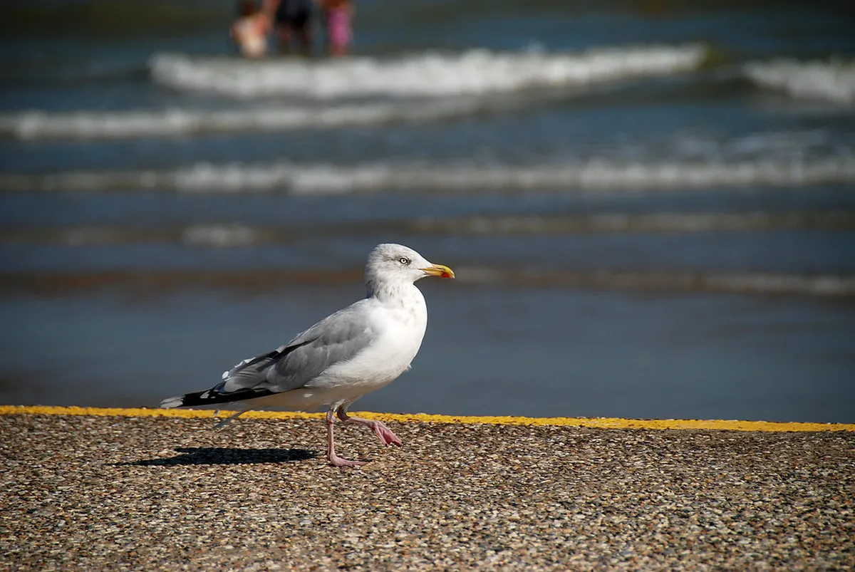 Best Bird Watching in Nong Khai: 10 Top Spots