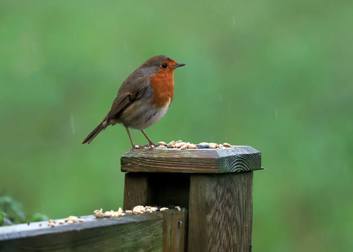 10 Best Bird Watching Spots Around Pattaya (2026 Guide)