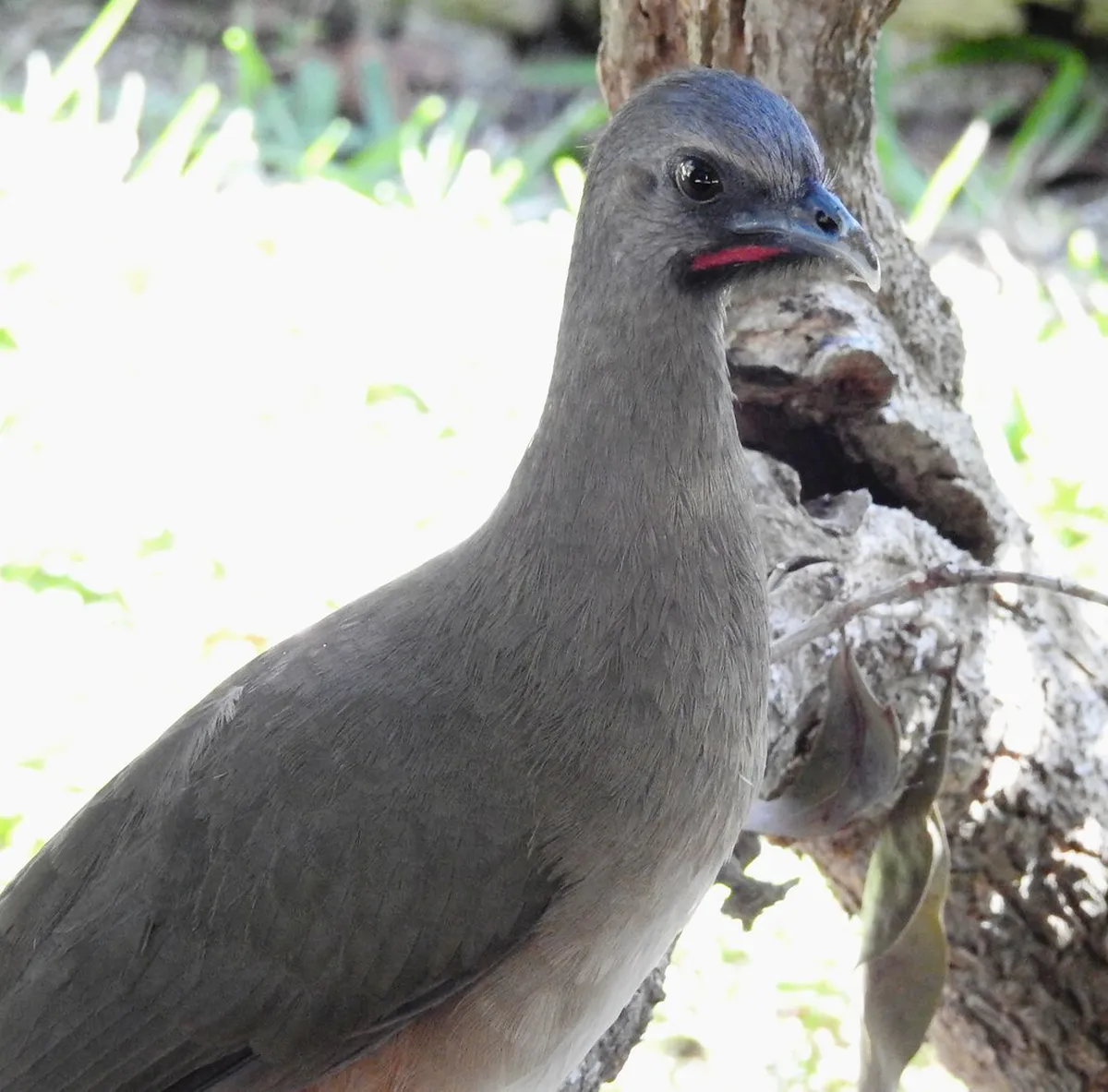 10 Best Mangrove Forest Walks in Phuket Town (2026 Guide)
