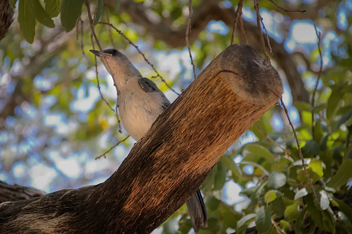 Free wildlife watching in Prachuap Khiri Khan Guide