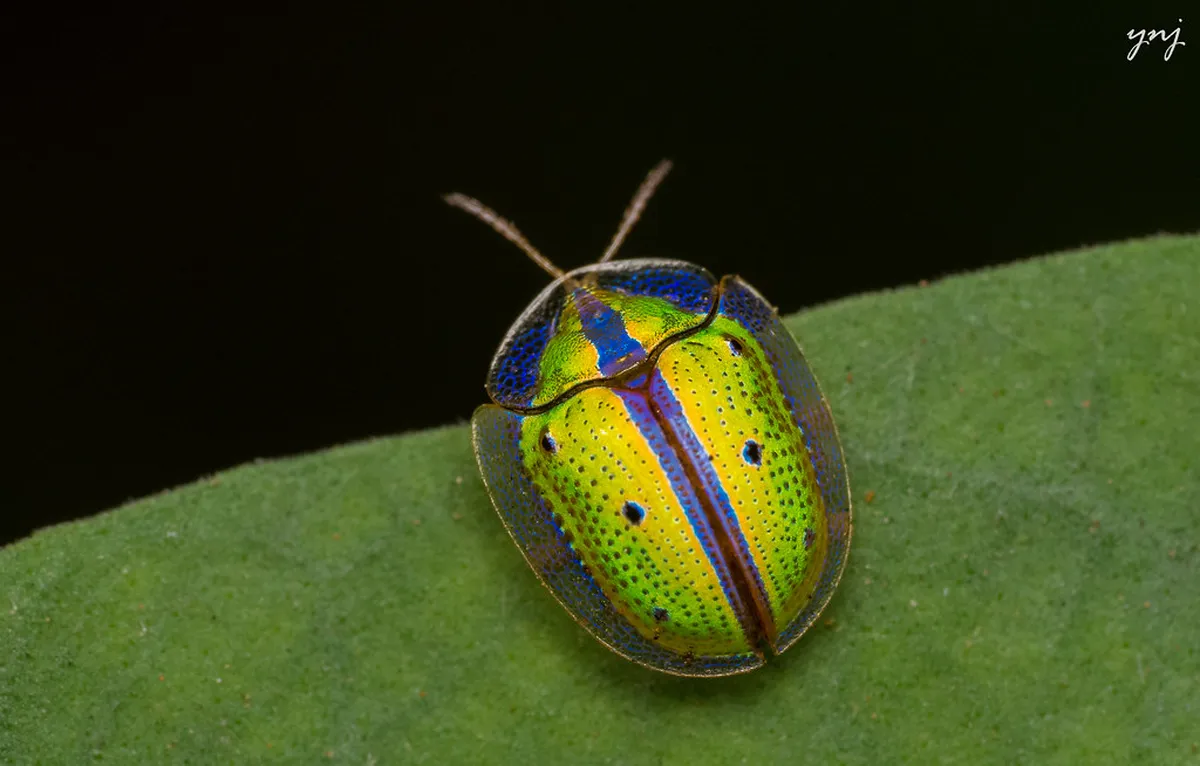 Budget Nature Spots Ubon Ratchathani: Best Free Sites