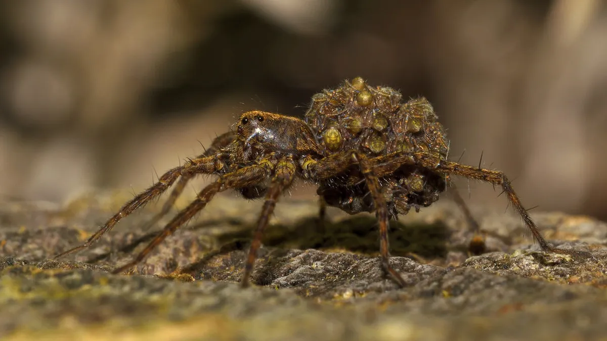 Free Wildlife Viewing Spots in Can Tho: A Budget Guide