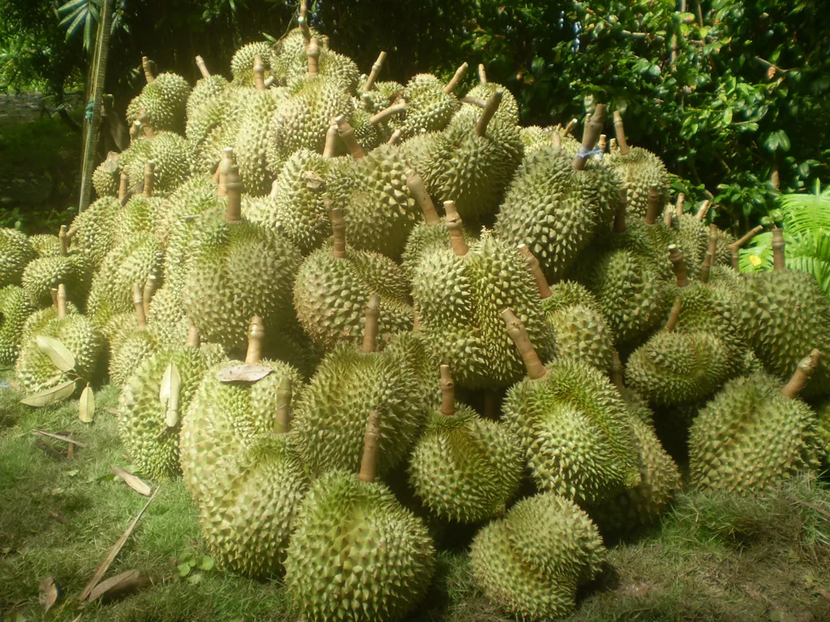 1-Day Ha Tien Nature Day Trip Itinerary